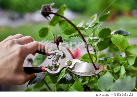 Girl pruning rose bushes with secateurs 98563522
