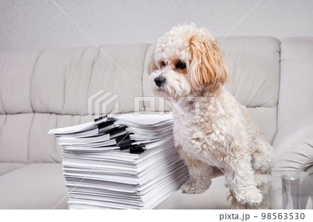 Maltipoo Puppy sits near a stack of office papers fastened with black binders 98563530