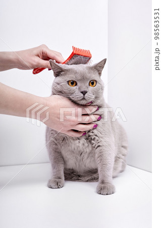 The girl combs the hair of a british shorthair cat The girl combs the hair of a british shorthair cat 98563531