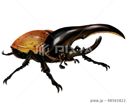 Hercules Beetle Hercules Beetle 98563822