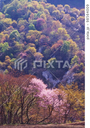 春の光に萌える木々、山桜。 98564009