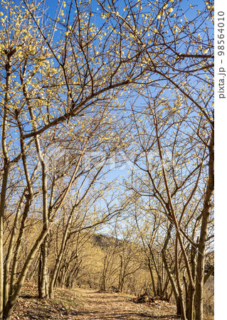 松田町寄ロウバイ園 98564010