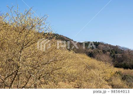 松田町寄ロウバイ園 98564013
