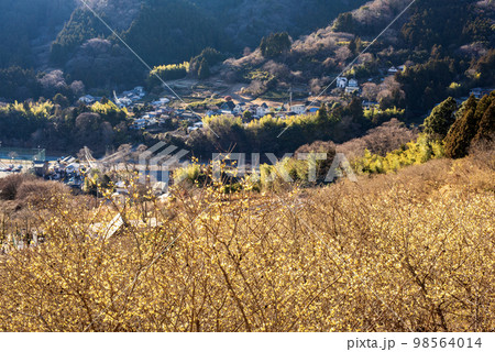 松田町寄ロウバイ園 松田町寄ロウバイ園 98564014