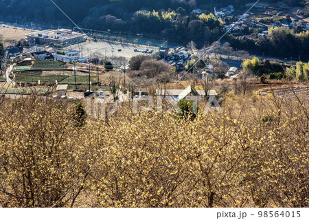 松田町寄ロウバイ園 98564015