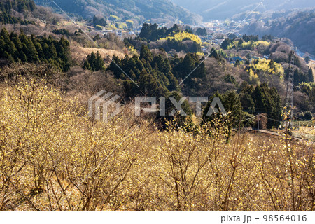 松田町寄ロウバイ園 98564016