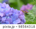 ベニシジミ 98564318