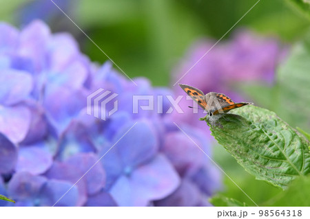 ベニシジミ 98564318