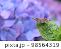ベニシジミ 98564319