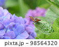 ベニシジミ 98564320