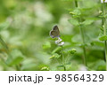 ヤマトシジミ 98564329