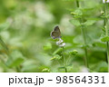 ヤマトシジミ 98564331