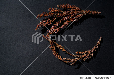 枯れた杉の葉 98564407