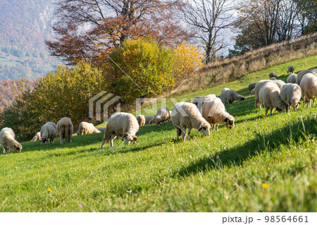 Sheep graze in a pasture 98564661