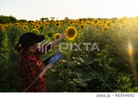 Woman farmer with a digital tablet at sunflower field at sunset Woman farmer with a digital tablet at sunflower field at sunset 98564692