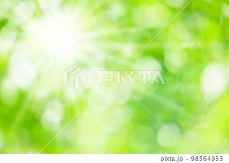 新緑 木漏れ日 新緑 木漏れ日 98564933