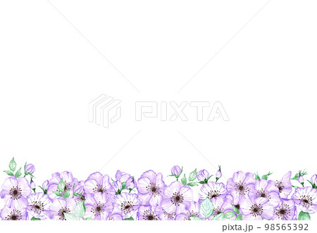 Handdrawn anemone frame. Watercolor wind flower on the white background. Scrapbook design elements. Typography poster, wedding card, label, banner design set. 98565392