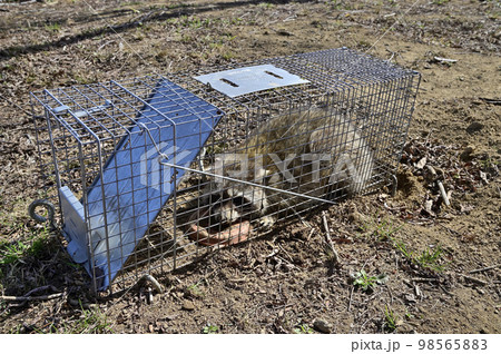 捕獲されたアライグマ 98565883