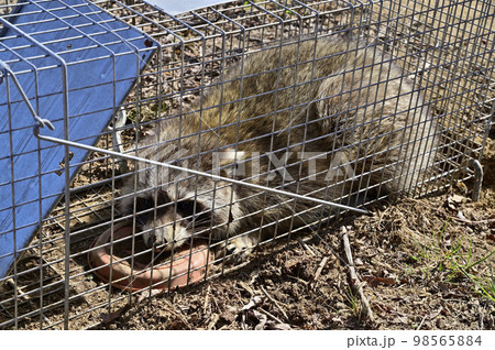 捕獲されたアライグマ 捕獲されたアライグマ 98565884