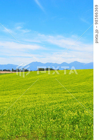 美瑛町　キガラシ花畑　9月撮影 98566369