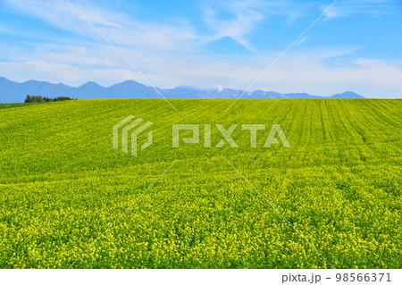 美瑛町 キガラシ花畑 9月撮影 美瑛町 キガラシ花畑 9月撮影 98566371