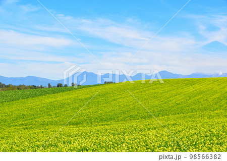 美瑛町　キガラシ花畑　9月撮影 98566382