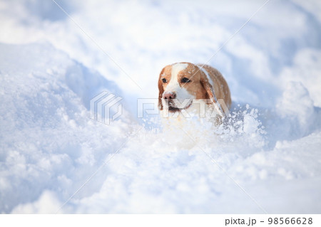 雪の中を疾走する犬 98566628