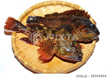 釣ったばかりで生きているカサゴとソイを笊にのせて白バックで撮った 釣ったばかりで生きているカサゴとソイを笊にのせて白バックで撮った 98566868