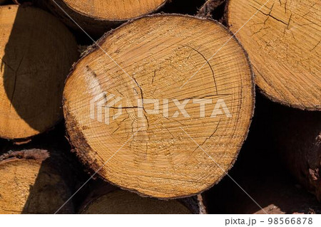 Wood logs. Timber logging in forest. Freshly cut tree logs piled up as background texture 98566878