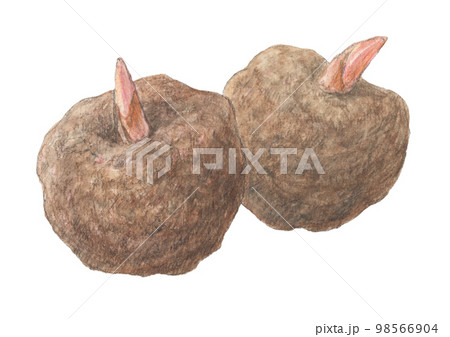 こんにゃく芋　水彩色鉛筆アナログイラスト 98566904