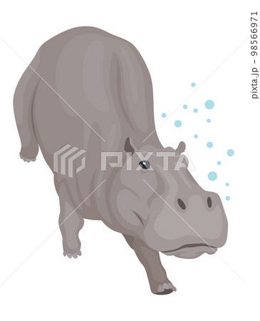 Hippo. Hippopotamus cartoon character. African animal, zoo and wildlife concept. Large gray wild creature walking on white background Hippo. Hippopotamus cartoon character. African animal, zoo and wildlife concept. Large gray wild creature walking on white background 98566971