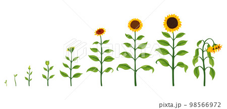 Sunflower growth stages. Agriculture plant development from seed to flowering and fruit-bearing plant. Harvest animation progression 98566972