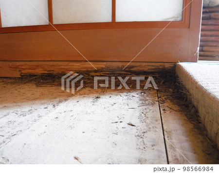 白蟻の食害 98566984