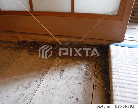 白蟻の食害 白蟻の食害 98566993