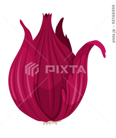 Cartoon whole onion. Fresh farm market symbols. Vector illustration of organic farm fresh vegetables Cartoon whole onion. Fresh farm market symbols. Vector illustration of organic farm fresh vegetables 98566998