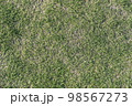 一面の芝生 98567273
