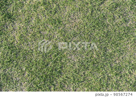 一面の芝生 一面の芝生 98567274