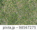 一面の芝生 98567275