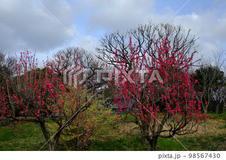 都内の満開の梅 都内の満開の梅 98567430