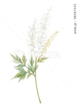 サラシナショウマ　晒菜升麻 98567445