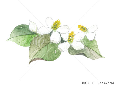 どくだみ 十薬 じゅうやく どくだみ 十薬 じゅうやく 98567448