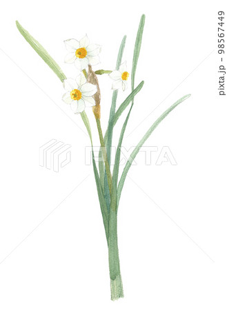 日本水仙　ニホンスイセン 98567449