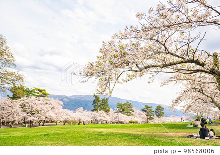 桜満開の城山公園　松本市 98568006