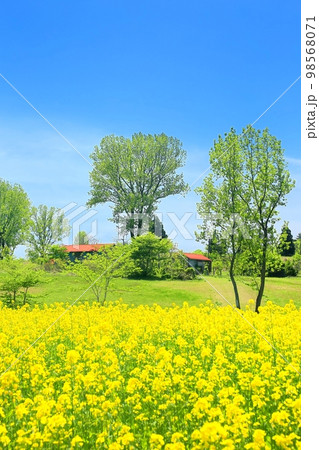 山本山高原の菜の花畑 山本山高原の菜の花畑 98568071