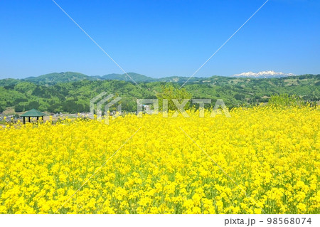山本山高原の菜の花畑 98568074