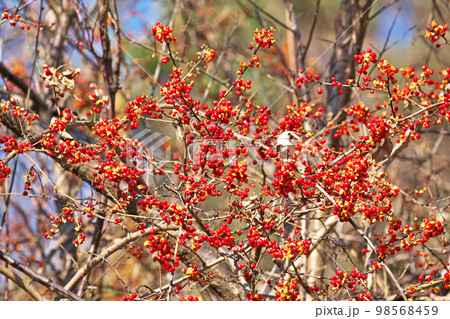 赤いツルウメモドキの実(冬、一月) 赤いツルウメモドキの実(冬、一月) 98568459