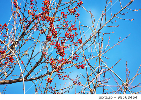 赤いツルウメモドキの実（冬、一月） 98568464