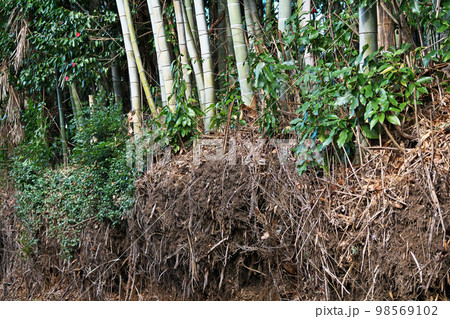 竹林のはみ出した竹の根（冬、一月）の写真素材 [98569102] - PIXTA