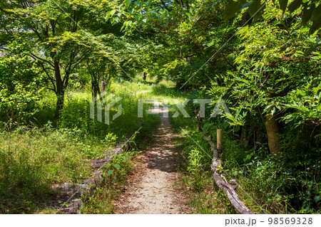 風景　森の小道 森の小道の写真・画像素材-Snapmart（スナップマート）