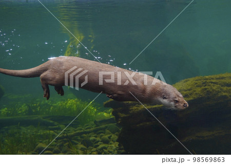 ユーラシアカワウソ 98569863